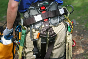 potatura alberi milano 